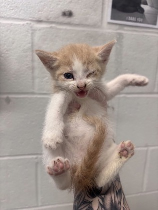 Shelter Stray Female Cat last seen Near S Augusta Ave, 21229, MD, 2490 Giles Rd, Baltimore, MD 21225, USA