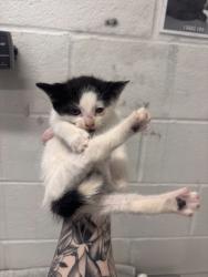 Shelter Stray Female Cat last seen Near S Augusta Ave, 21229, MD, 2490 Giles Rd, Baltimore, MD 21225, USA
