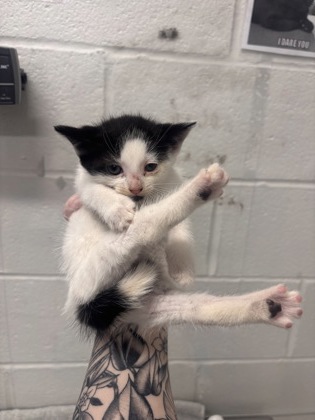 Shelter Stray Female Cat last seen Near S Augusta Ave, 21229, MD, 2490 Giles Rd, Baltimore, MD 21225, USA