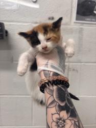 Shelter Stray Female Cat last seen Near S Augusta Ave, 21229, MD, 2490 Giles Rd, Baltimore, MD 21225, USA