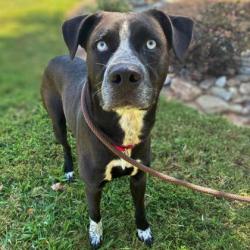 Shelter Stray Male Dog last seen Near old Lowesville Rd, County/Unicorporated, NC, 1491 Business Park Ct, Gastonia, NC 28052, USA