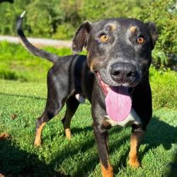Shelter Stray Male Dog last seen Forbes Rd, County/Unicorporated, NC, 1491 Business Park Ct, Gastonia, NC 28052, USA
