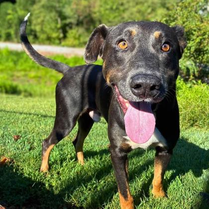 Shelter Stray Male Dog last seen Forbes Rd, County/Unicorporated, NC, 1491 Business Park Ct, Gastonia, NC 28052, USA