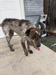 Found/Stray Unknown Dog last seen Duck pond, San Antonio, TX 78245