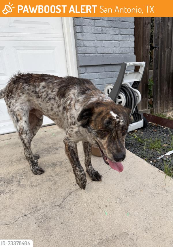 Found/Stray Unknown Dog last seen Duck pond, San Antonio, TX 78245