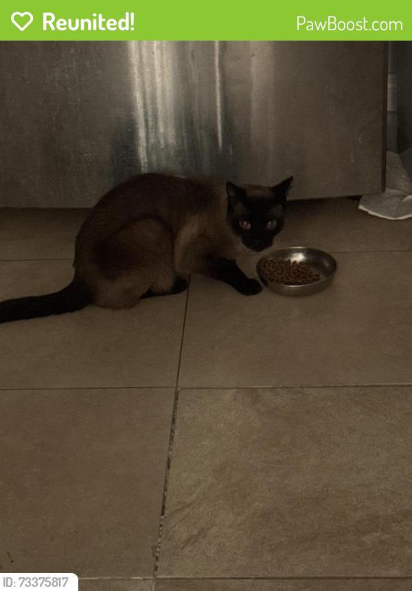Reunited Male Cat last seen Monogram and centralia at 10pm, Lakewood, CA 90713