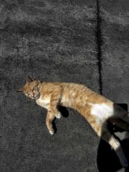 Found/Stray Unknown Cat last seen Long ridge dr, New Hanover County, NC 28405