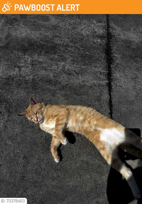 Found/Stray Unknown Cat last seen Long ridge dr, New Hanover County, NC 28405