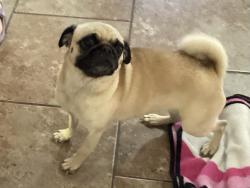 Lost Female Dog last seen Home street, San Antonio, TX 78245