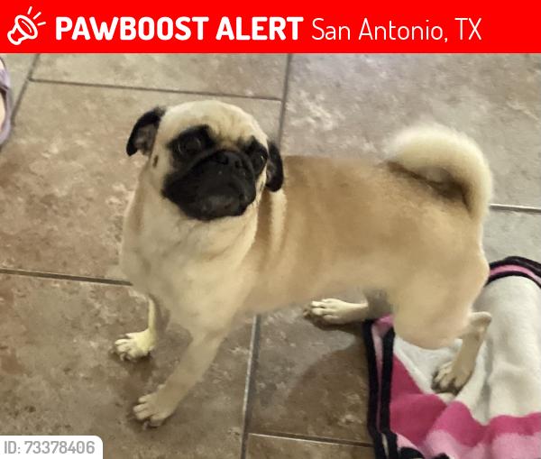 Lost Female Dog last seen Home street, San Antonio, TX 78245