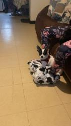 Lost Female Dog last seen Near Prince Hall Ln, Spartanburg, SC 29306