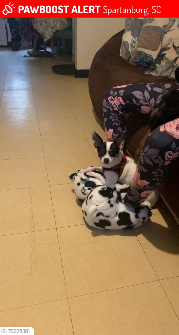Lost Female Dog last seen Near Prince Hall Ln, Spartanburg, SC 29306