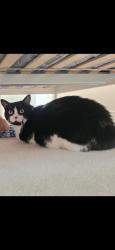 Lost Female Cat last seen Near Harwood Ave North, Ajax, ON L1T 0P4