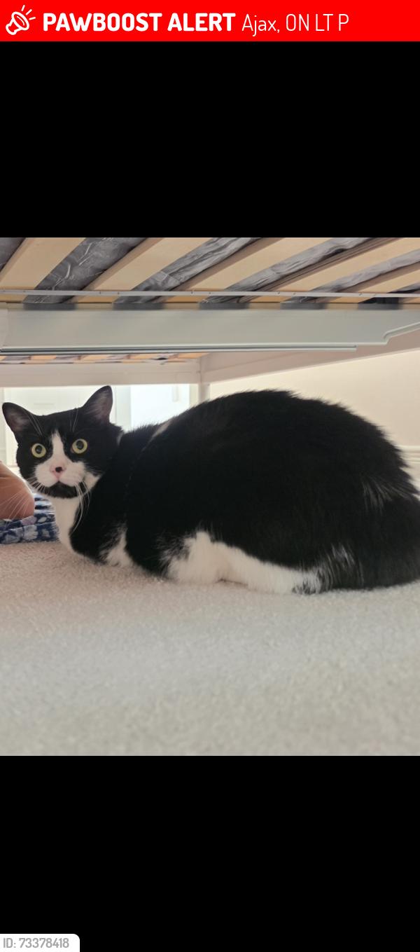 Lost Female Cat last seen Near Harwood Ave North, Ajax, ON L1T 0P4