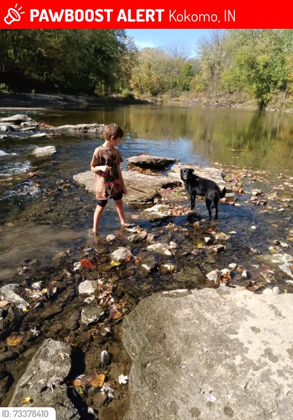 Lost Female Dog last seen Over pass on Davis road, Kokomo, IN 46901