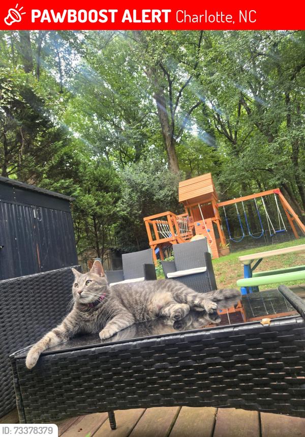 Lost Female Cat last seen Entre la sharon ave y Albermarle rd, Charlotte, NC 28212