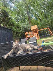 Lost Female Cat last seen Entre la sharon ave y Albermarle rd, Charlotte, NC 28212