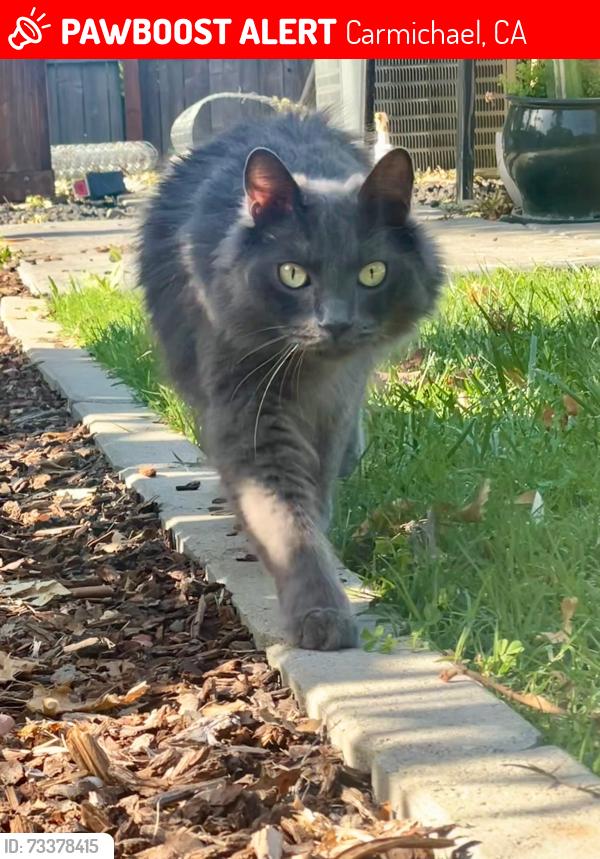 Lost Male Cat last seen Wingate, Carmichael, CA 95608