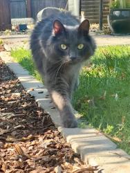 Lost Male Cat last seen Wingate, Carmichael, CA 95608