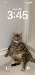 Lost Female Cat last seen Preston and Encore drive, Dallas, TX 75240