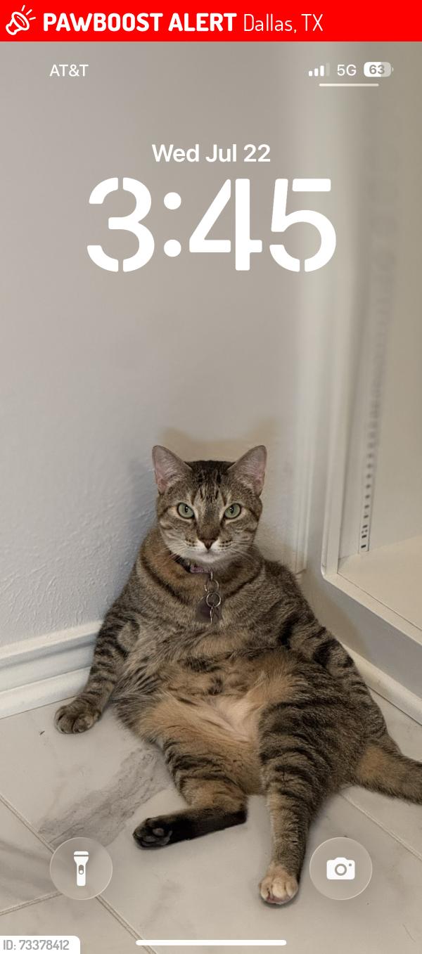 Lost Female Cat last seen Preston and Encore drive, Dallas, TX 75240