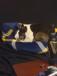Lost Female Dog last seen Ivey chase neighborhood, Lawrenceville, GA 30043