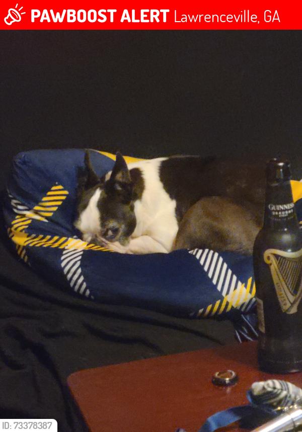 Lost Female Dog last seen Ivey chase neighborhood, Lawrenceville, GA 30043