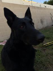 Reunited Male Dog last seen 11001woodbury rd, Garden Grove, CA 92843