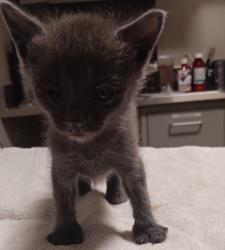 Shelter Stray Female Cat last seen Near Sitka Street, SAN LEANDRO, CA, 94577, 8323 Baldwin St, Oakland, CA 94621, USA