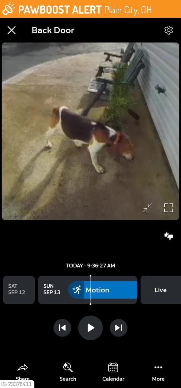 Found/Stray Unknown Dog last seen Near soccer fields on SR161, west of plain City, Plain City, OH 43064