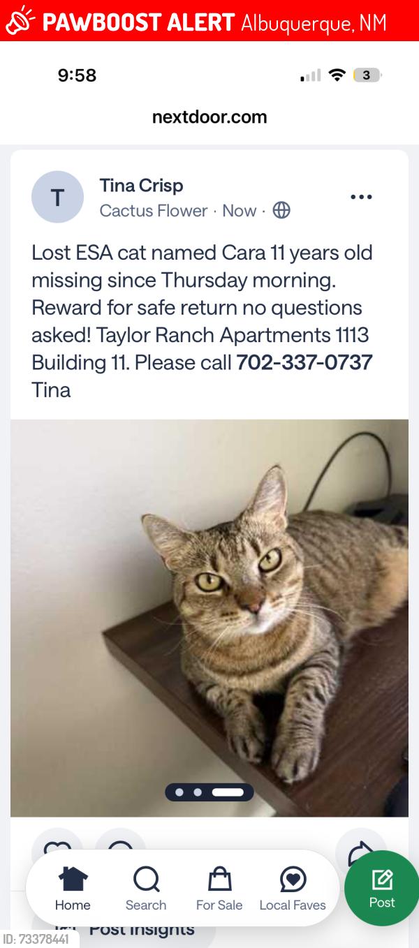 Lost Female Cat last seen Taylor Ranch apmts, Albuquerque, NM 87120