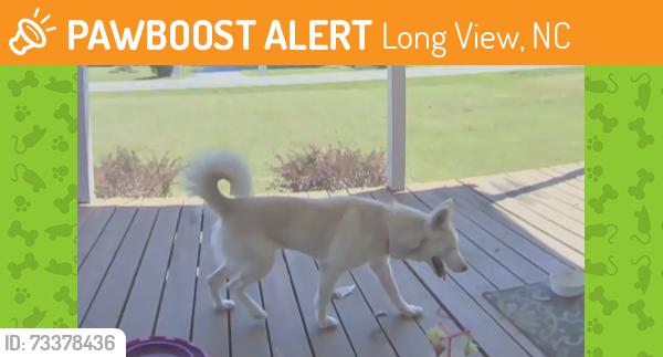 Found/Stray Unknown Dog last seen Long View Church of God Location, Long View, NC 28637
