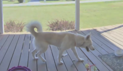 Found/Stray Unknown Dog last seen Long View Church of God Location, Long View, NC 28637