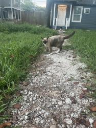 Lost Male Cat last seen Near Maurine st, Houston, TX 77039