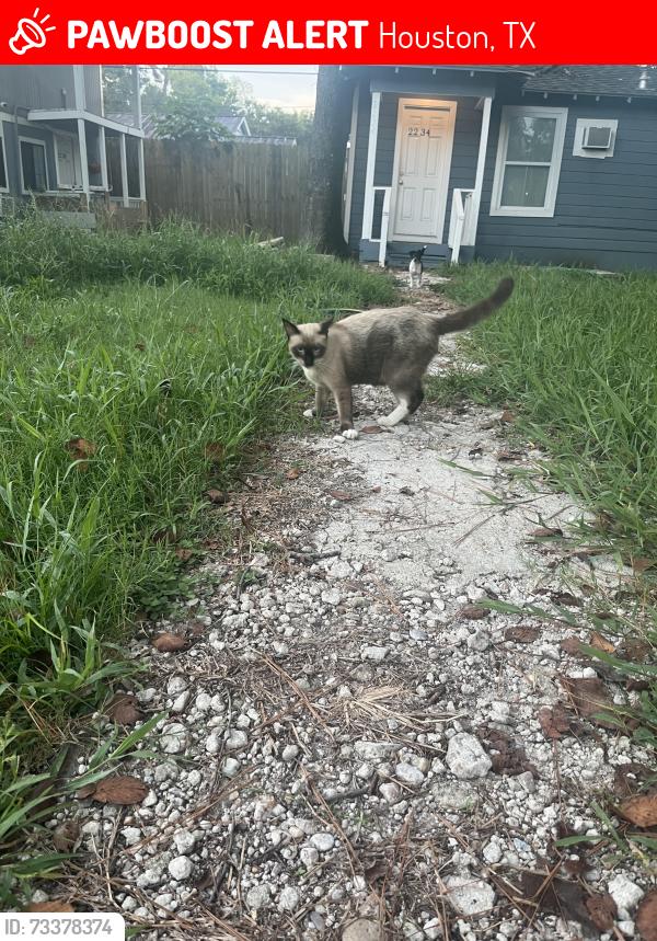 Lost Male Cat last seen Near Maurine st, Houston, TX 77039