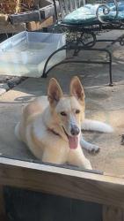 Found/Stray Female Dog last seen Near willow springs drive Longview tx, Longview, TX 75604