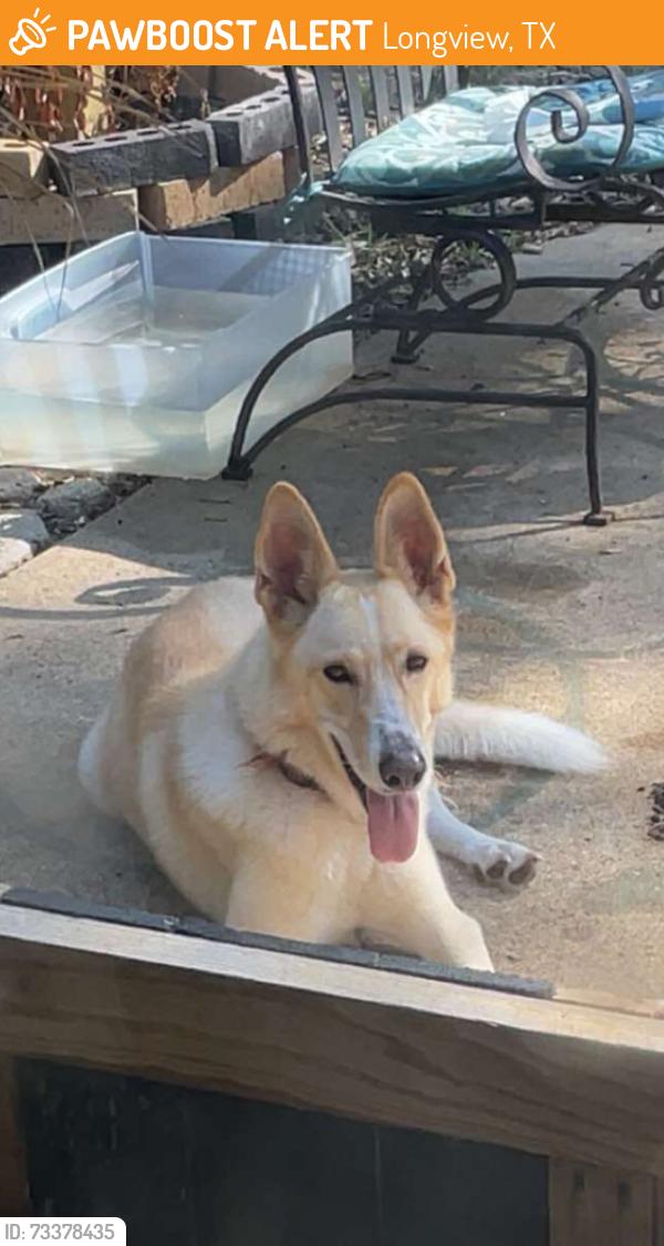 Found/Stray Female Dog last seen Near willow springs drive Longview tx, Longview, TX 75604