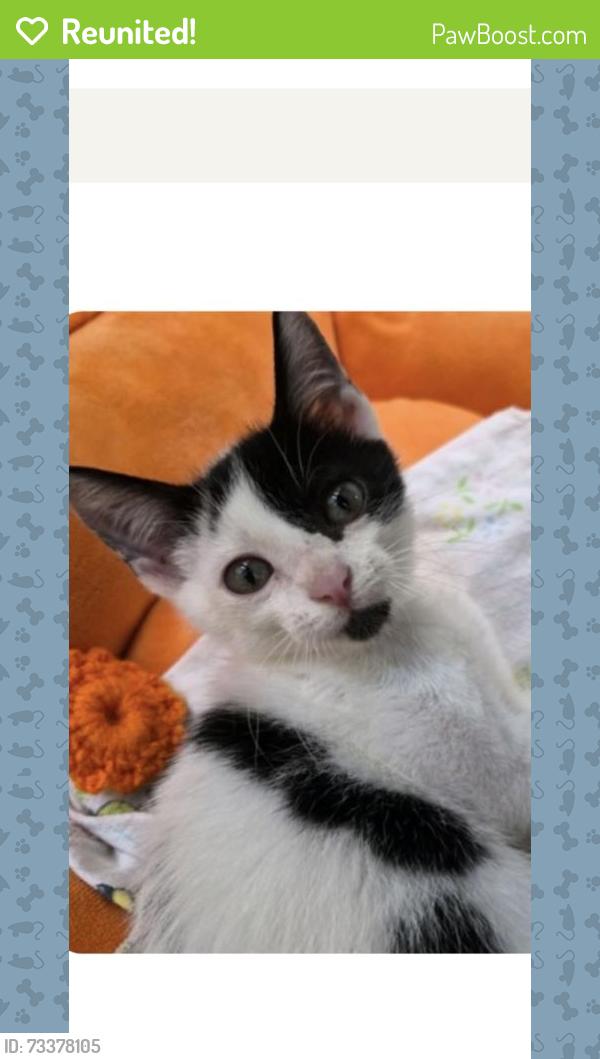 Reunited Male Cat last seen Sailfish Road and IR Blvd, Vero Beach, FL 32960