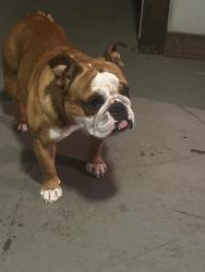 Lost Female Dog last seen Near 289 and Preston Meadows, Sherman, TX 75092