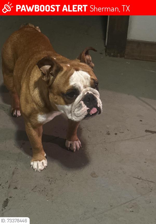 Lost Female Dog last seen Near 289 and Preston Meadows, Sherman, TX 75092