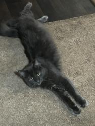 Lost Male Cat last seen Lone Mountain, Las Vegas, NV 89129