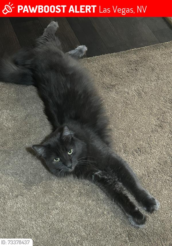 Lost Male Cat last seen Lone Mountain, Las Vegas, NV 89129