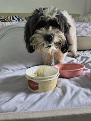 Reunited Female Dog last seen Winn and quince, Upland, CA 91784