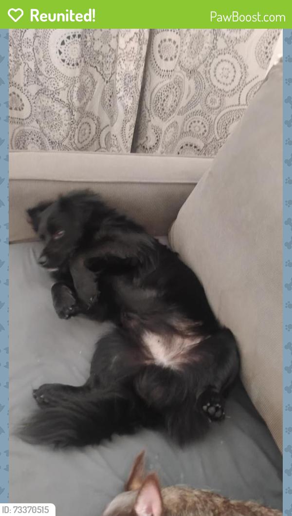 Reunited Male Dog last seen Eldridge and sangunet, Fort Worth, TX 76107