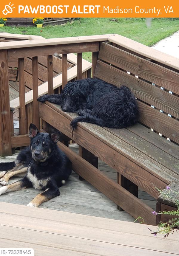 Found/Stray Male Dog last seen Ridgeview Rd, Madison County, VA 22735