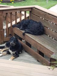 Found/Stray Male Dog last seen Ridgeview Rd, Madison County, VA 22735