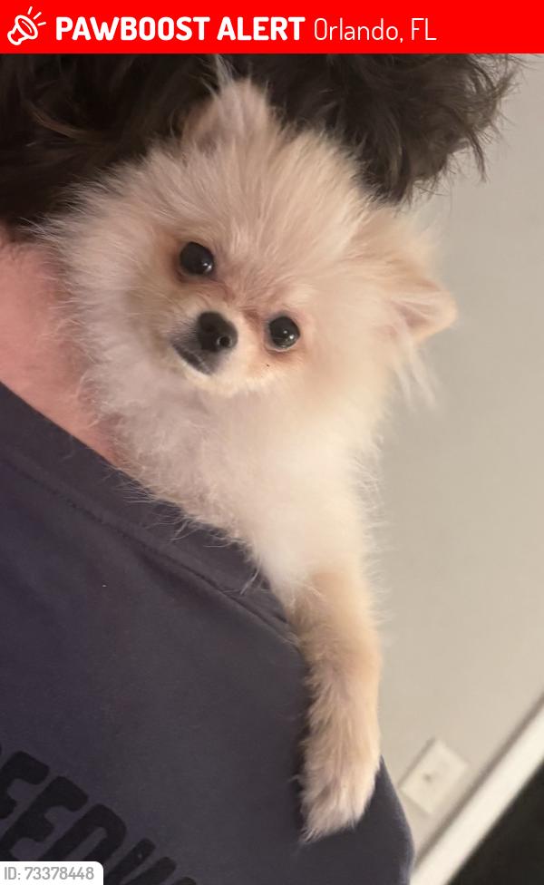 Lost Female Dog last seen Orange County Library, Orlando, FL 32811