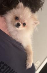 Lost Female Dog last seen Orange County Library, Orlando, FL 32811