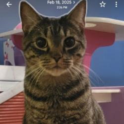 Shelter Stray Male Cat last seen , Animal Care & Control Team of Philly, 111 W Hunting Park Ave, Philadelphia, PA 19140, USA
