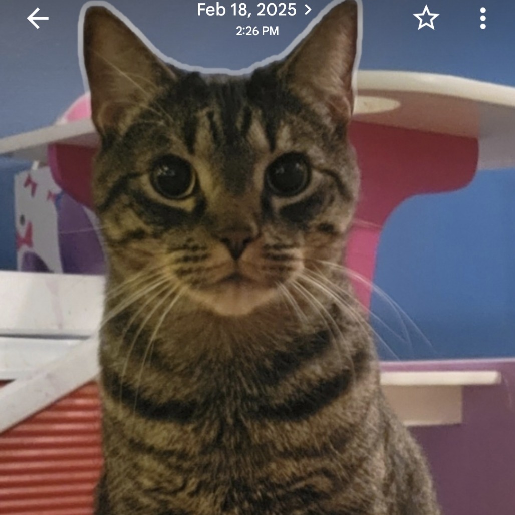 Shelter Stray Male Cat last seen , Animal Care & Control Team of Philly, 111 W Hunting Park Ave, Philadelphia, PA 19140, USA